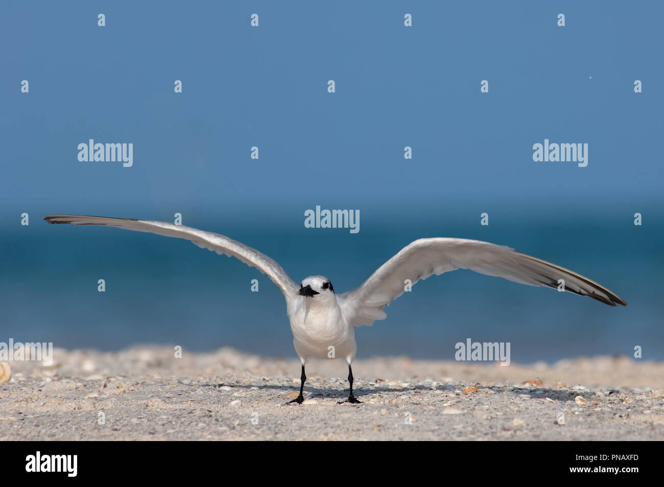 A sandwich tern (Thalasseus sandvicensis) with non-breeding plumage prepares to take flight from the beach in Florida. Stock Photo