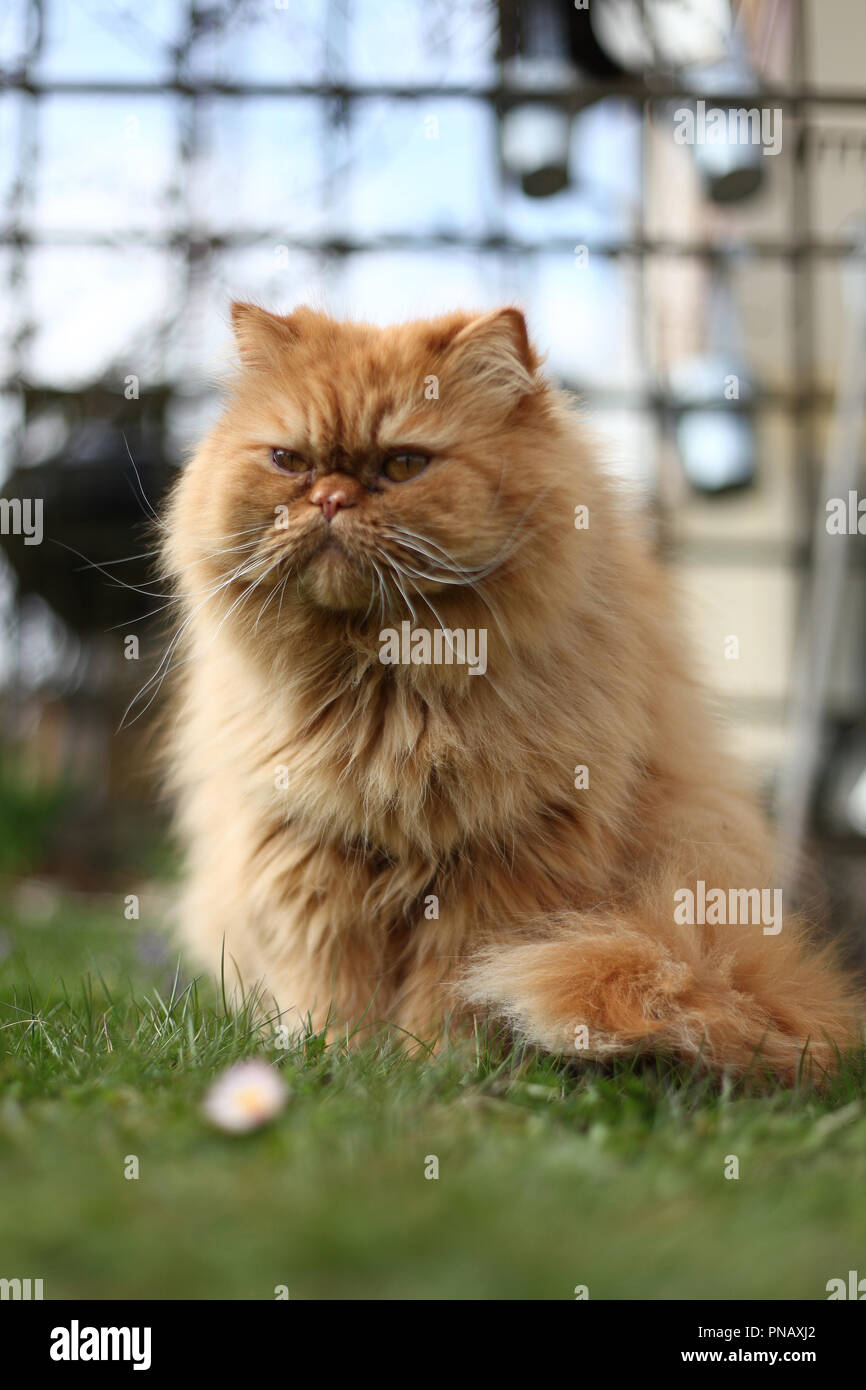 The Persian cat is one of the oldest and most popular breed cats Stock