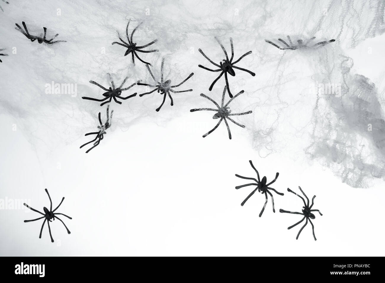 Many black small spiders on cobweb as a Halloween background Stock ...