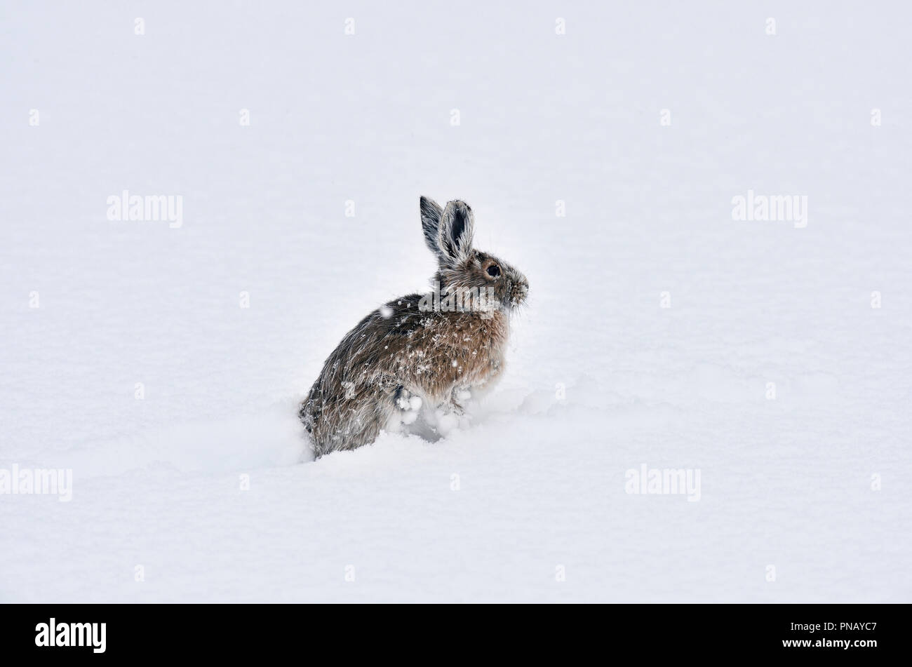 A snowshoe hare (Lepus americanus); changing his fur color bounding through the fresh snow in early autumn in the rocky mountains of Alberta Canada. Stock Photo