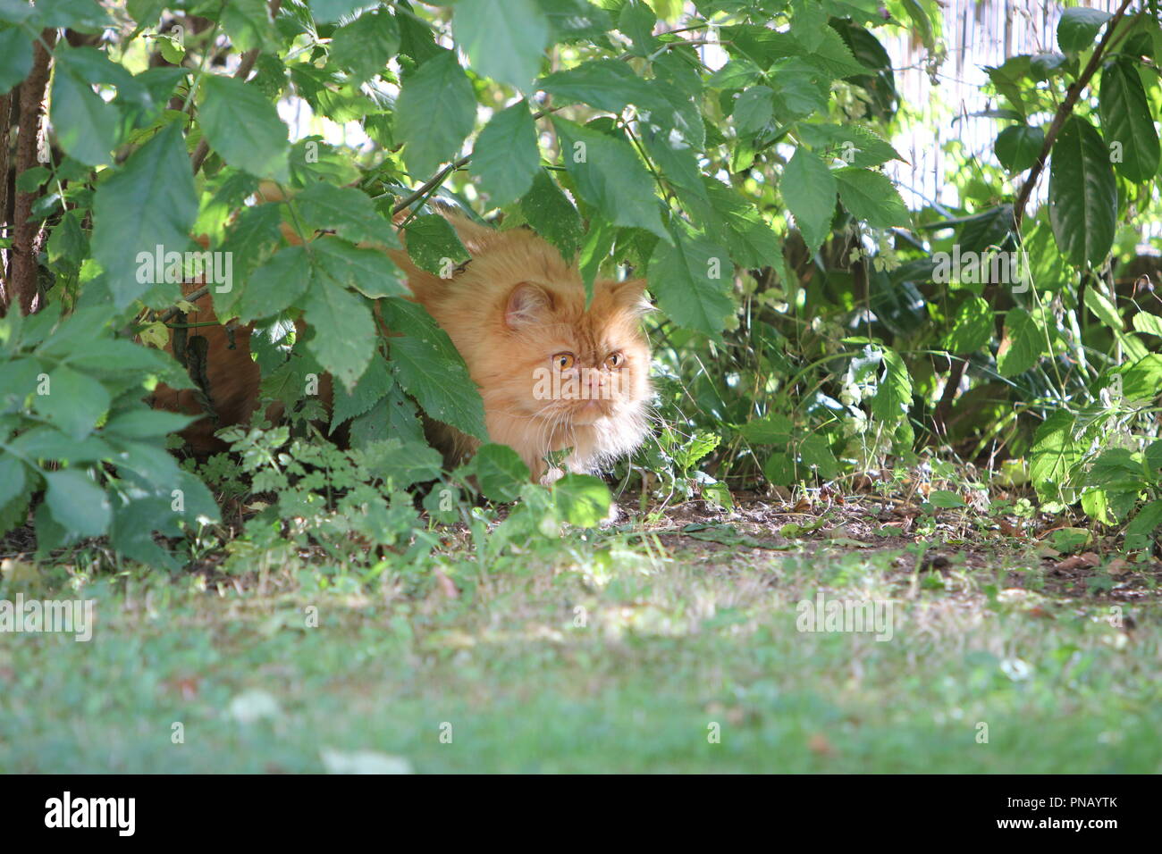 The Persian cat is one of the oldest and most popular breed cats Stock