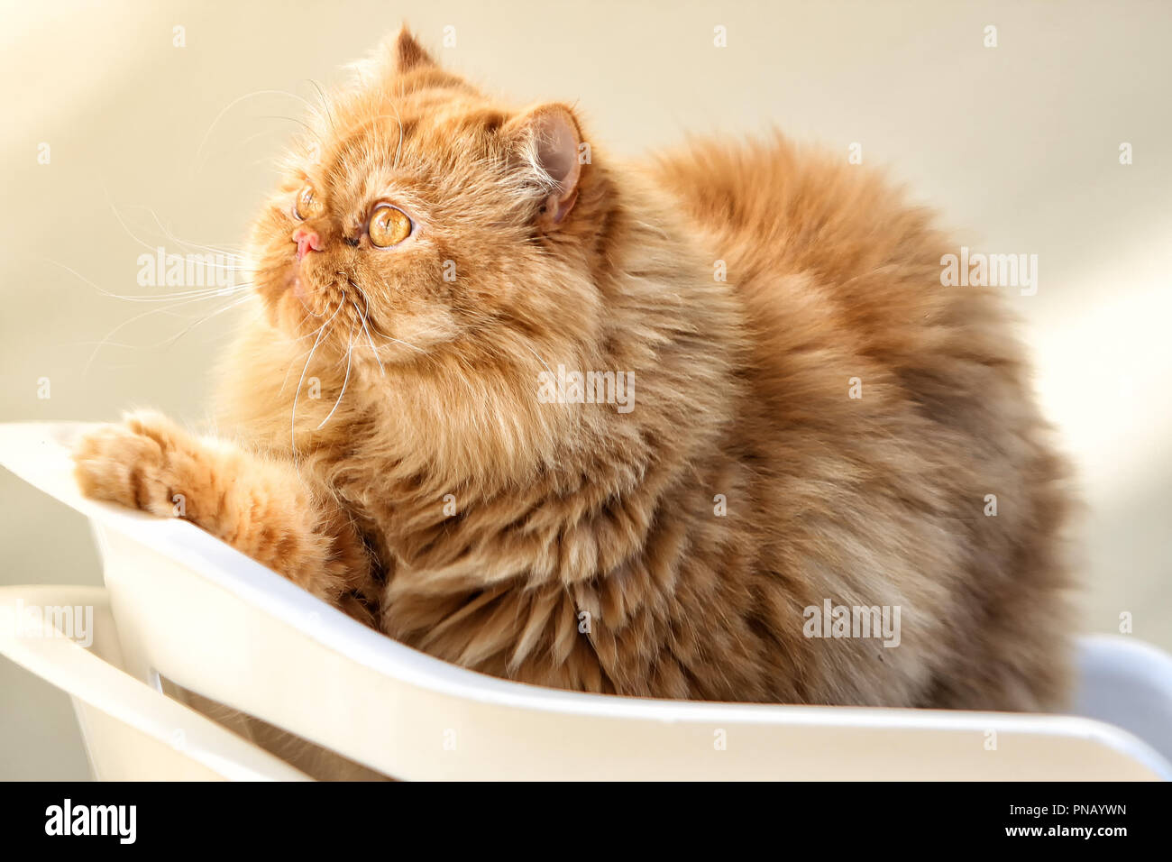 The Persian cat is one of the oldest and most popular breed cats Stock