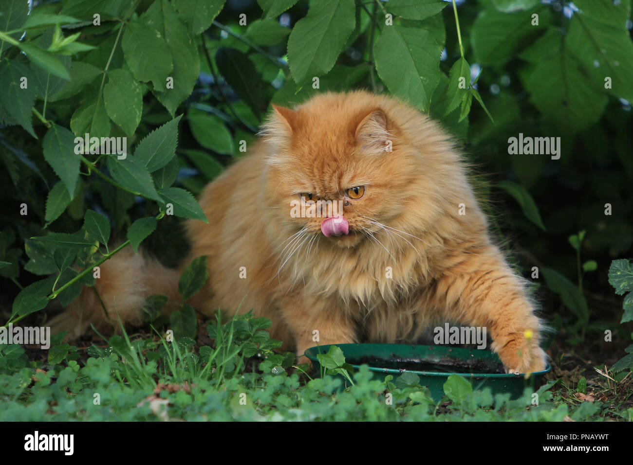 The Persian cat is one of the oldest and most popular breed cats Stock