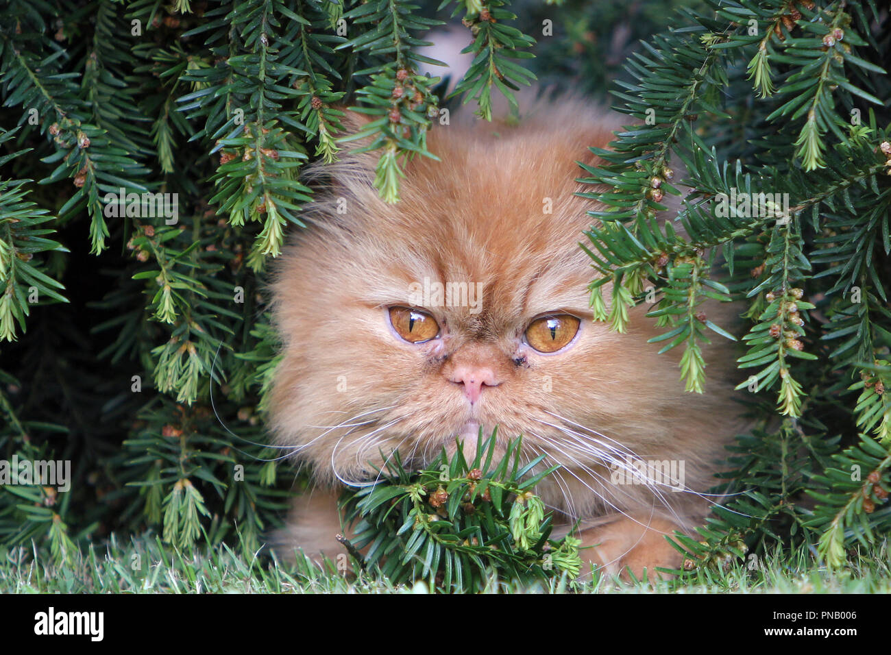The Persian cat is one of the oldest and most popular breed cats Stock