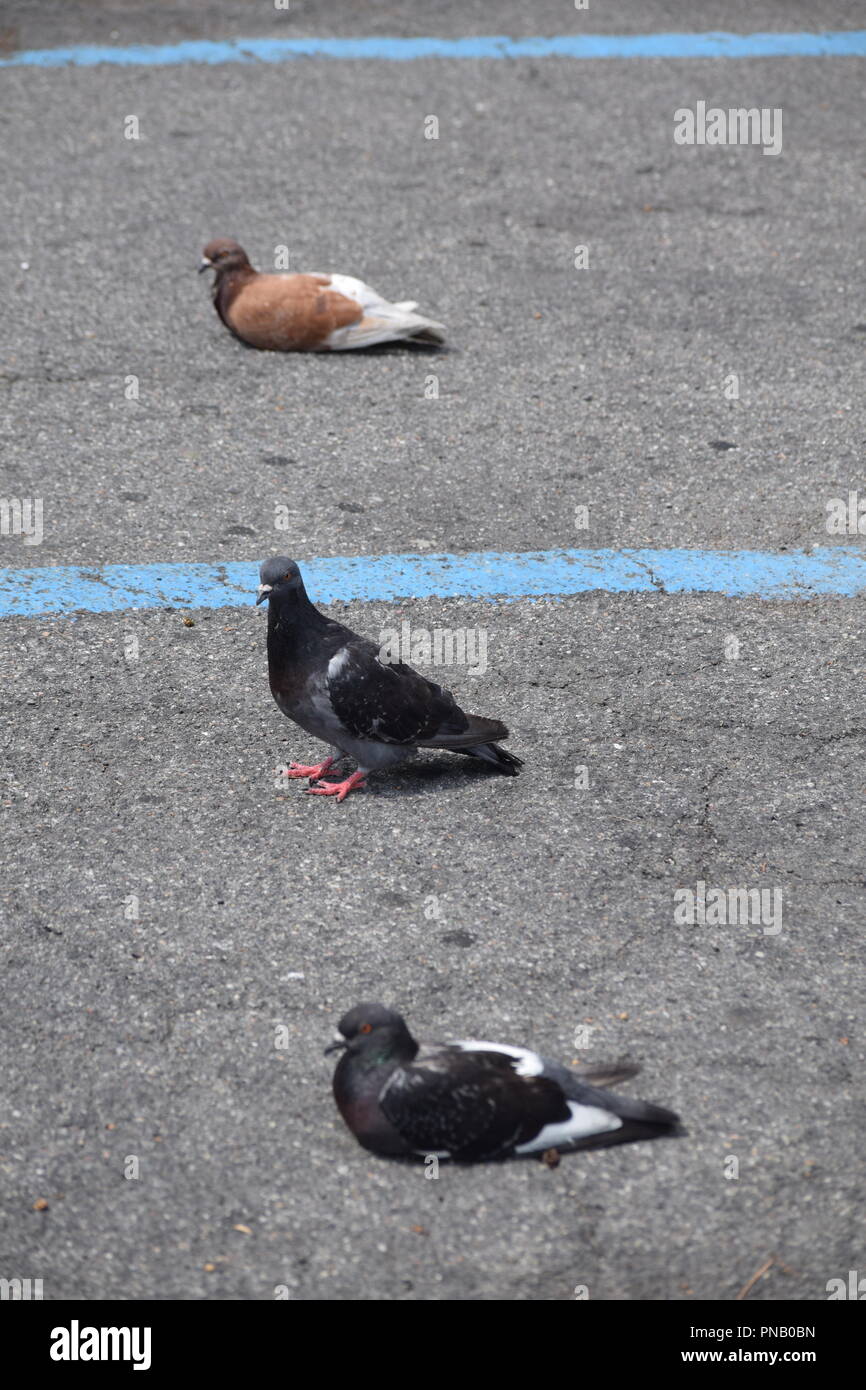 Pigeons resting in parking spaces in Italy Stock Photo