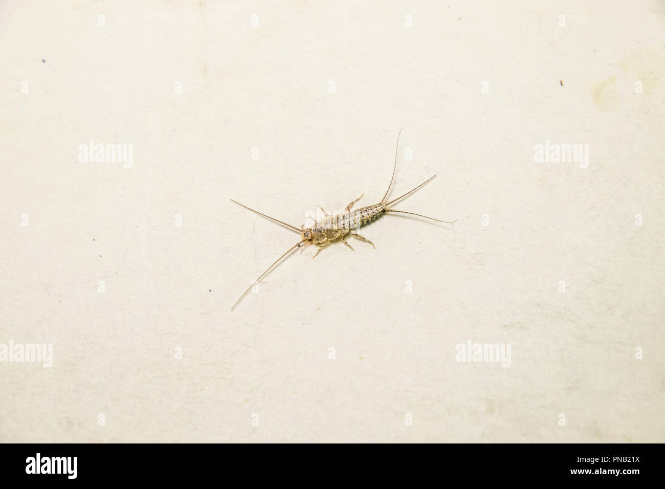Insect feeding on paper - silverfish, thermobia. Pest books and newspapers. Stock Photo
