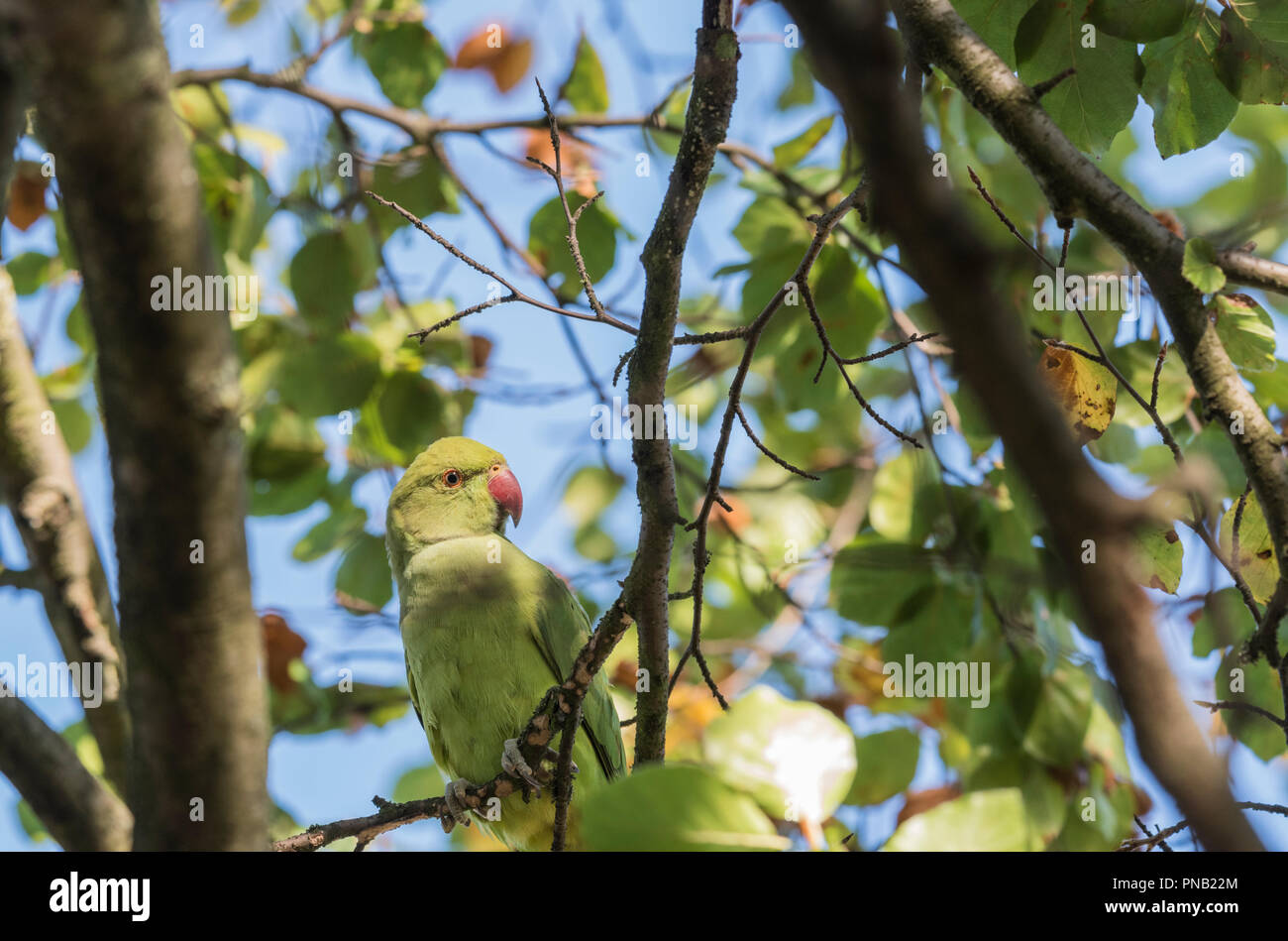 Ring-necked or Rose-Ringed Parakeet (Psittacula krameri) feeding in a tree Stock Photo