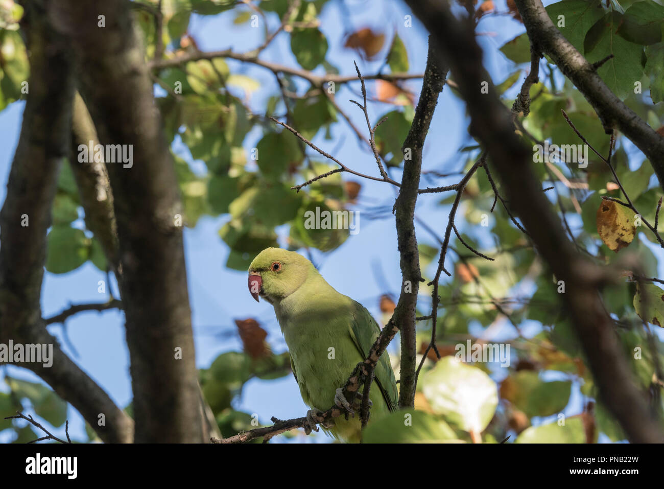 Ring-necked or Rose-Ringed Parakeet (Psittacula krameri) feeding in a tree Stock Photo