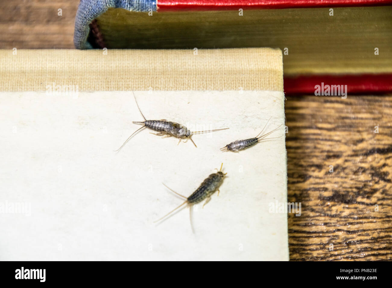 Insect feeding on paper - silverfish, thermobia. Pest books and newspapers. Stock Photo