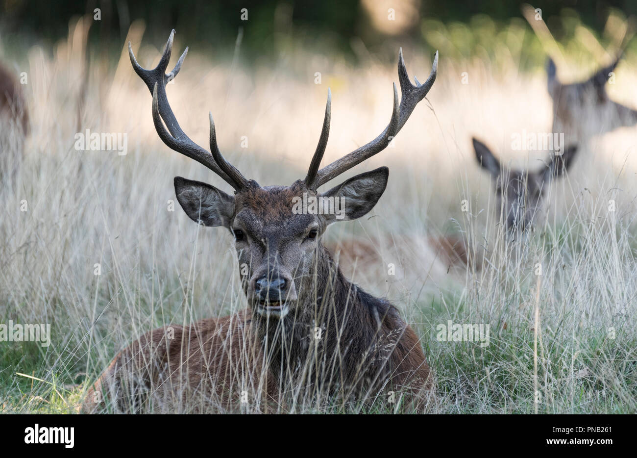 Red Deer (Cervus elaphus) stag lying down Stock Photo