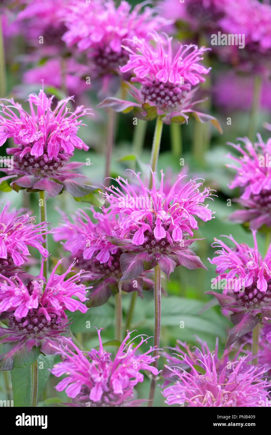 Close-up of flowering Bergamot, Bee balm, horsemint, oswego tea or Monarda 'Violet Queen' Stock Photo