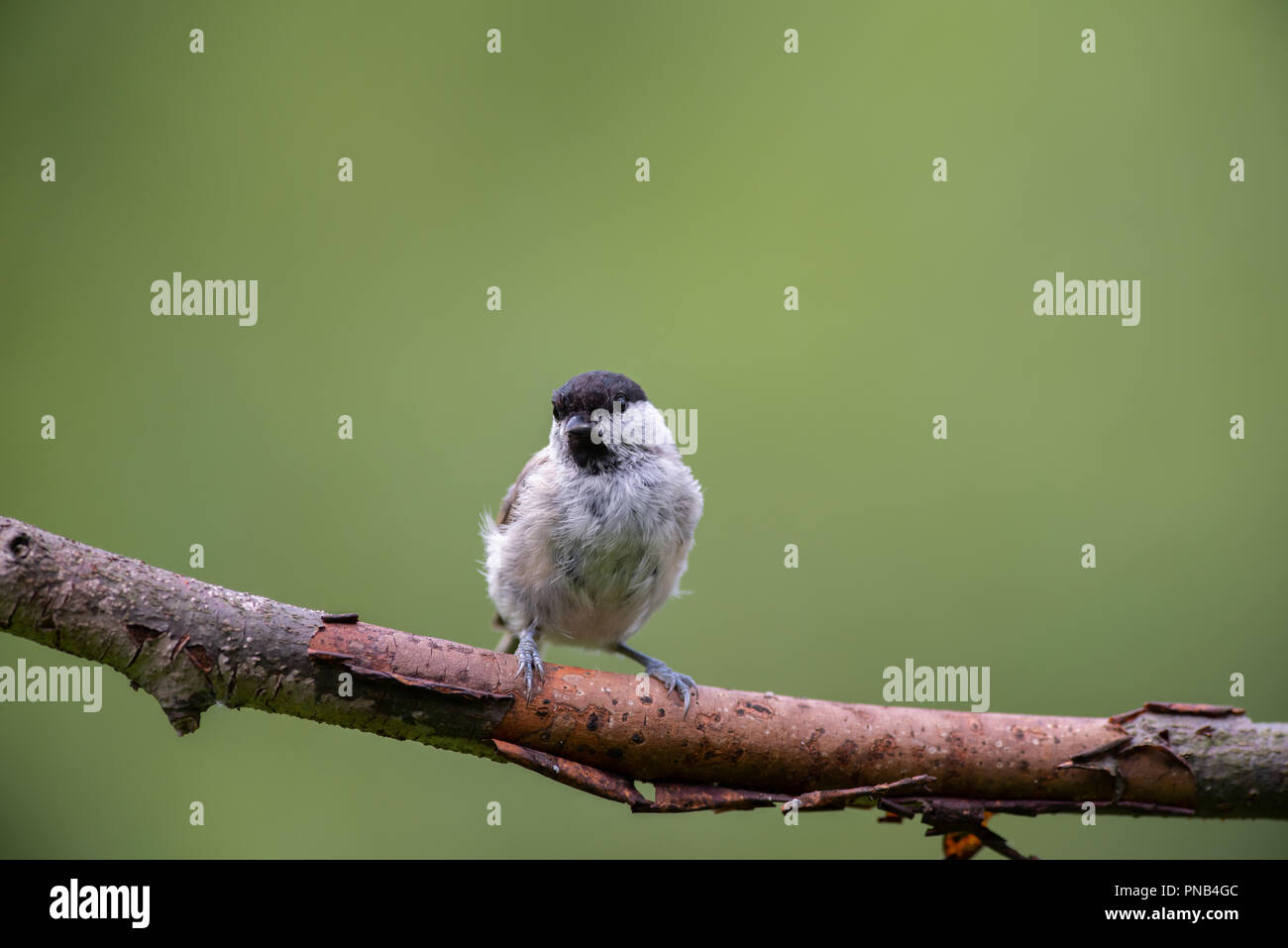 Black Cap on a branch Stock Photo - Alamy