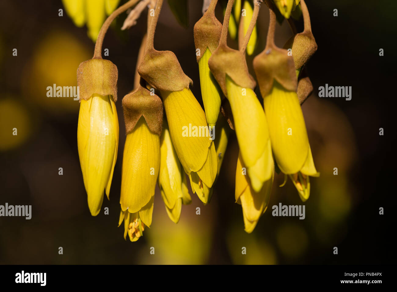 Kowhai flowers hires stock photography and images Alamy