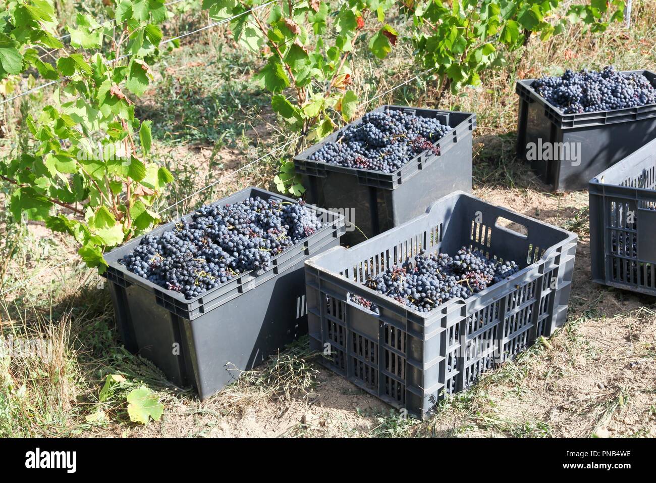 Harvesting of wine grapes in Beaujolais, France Stock Photo