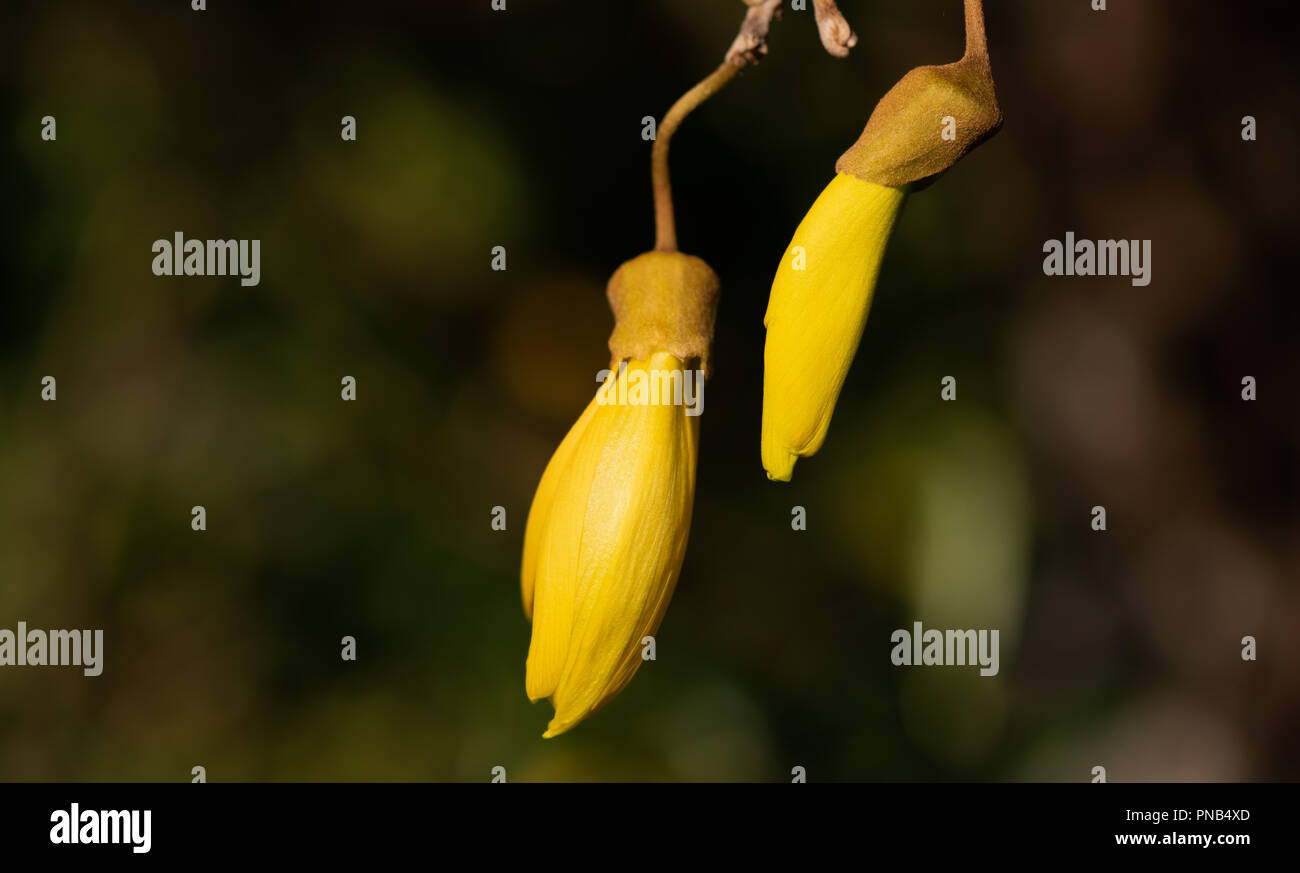 Yellow flowers of Kowhai, a New Zealand native tree. Stock Photo