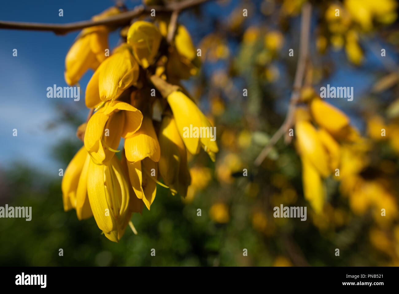 Yellow flowers of Kowhai, a New Zealand native tree. Stock Photo