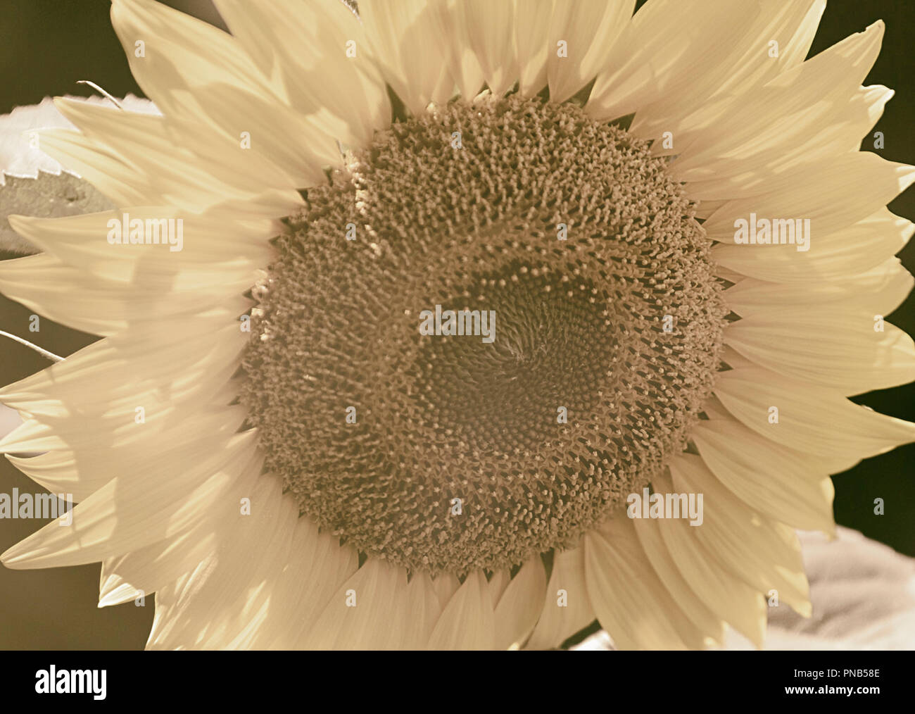 sunflower in summer III Stock Photo