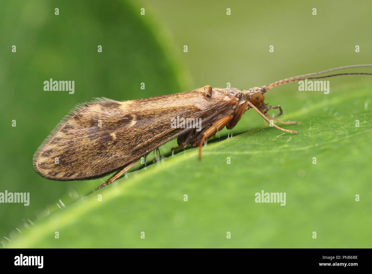 Species of sedge hires stock photography and images Alamy