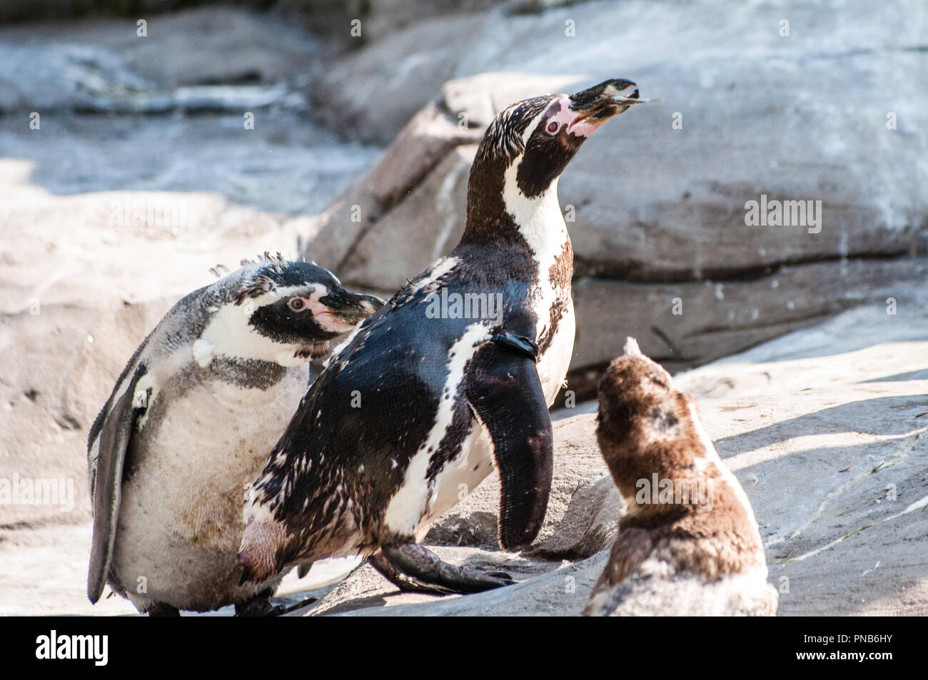 The penguin family, three penguins hunting for food, one of them is