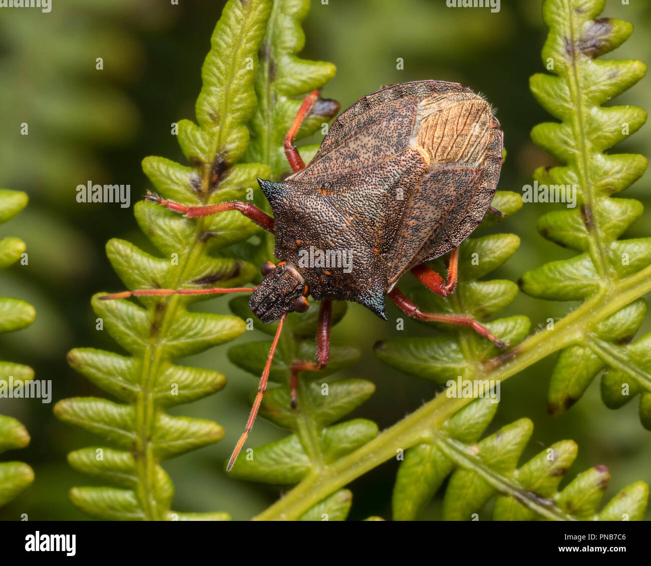 Spiked Shieldbug (Picromerus bidens) crawling along bracken. Tipperary, Ireland Stock Photo