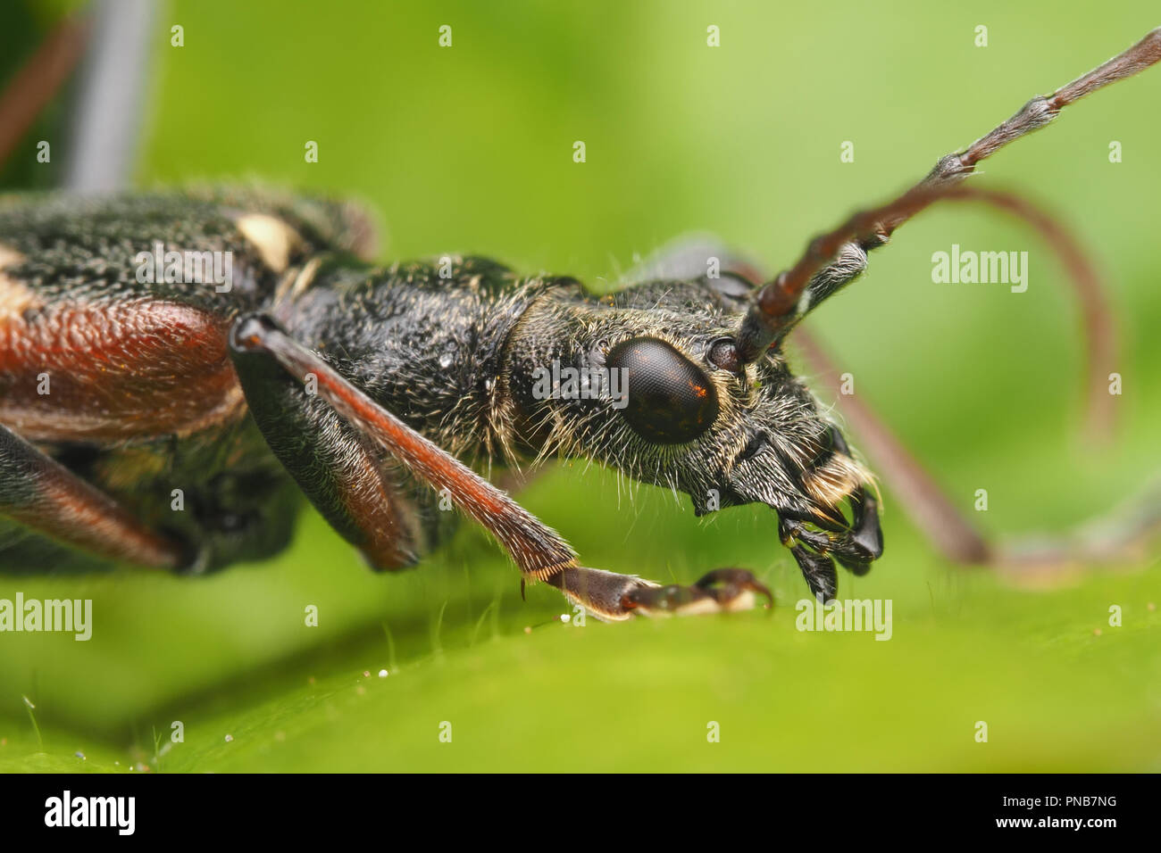 Two banded Longhorn beetle (Rhagium bifasciatum). Close up of specimen on leaf. Tipperary, Ireland Stock Photo