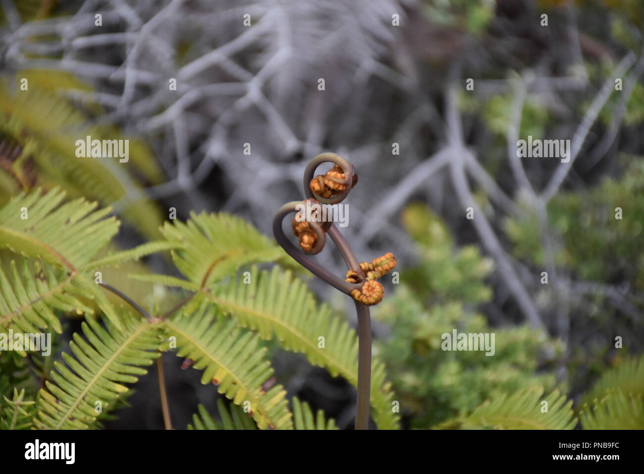 Big island plants hires stock photography and images Alamy