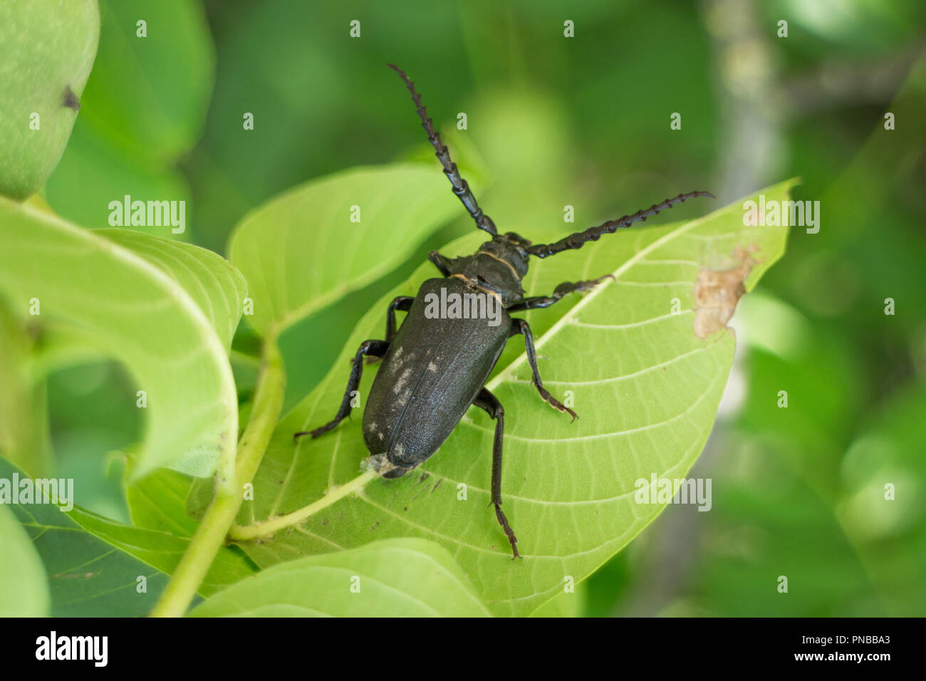 Big female beetle prionus coriarius on green leaf Stock Photo