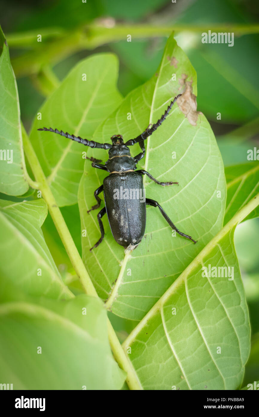 Big female beetle prionus coriarius on green leaf Stock Photo