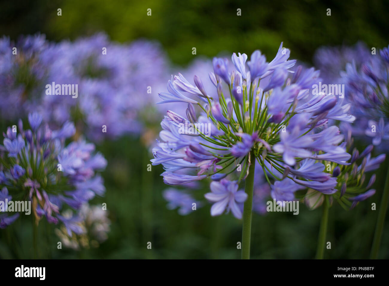 A close-up of an African Lily (Agapanthus africanus) with bokeh Stock Photo