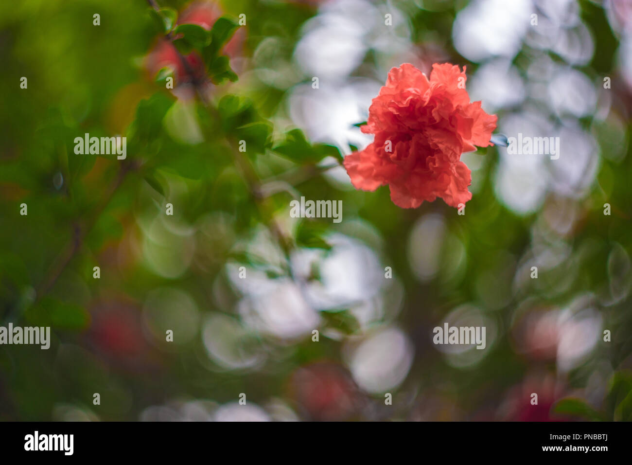 A flower of Pomegranate tree with swirly bokeh Stock Photo