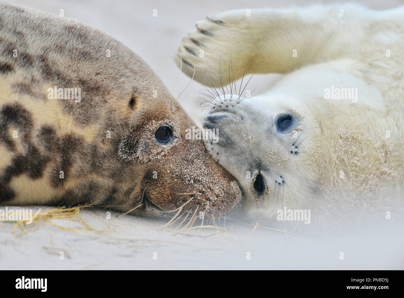 Grey Seal, Halichoerus grypus, Female wih Pup, Helgoland, Dune, North Sea, Island, Schleswig-Holstein, Germany Stock Photo
