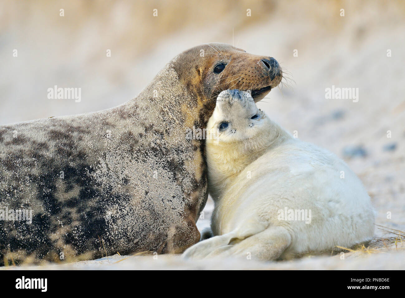 Grey Seal, Halichoerus grypus, Female wih Pup, Helgoland, Dune, North Sea, Island, Schleswig-Holstein, Germany Stock Photo