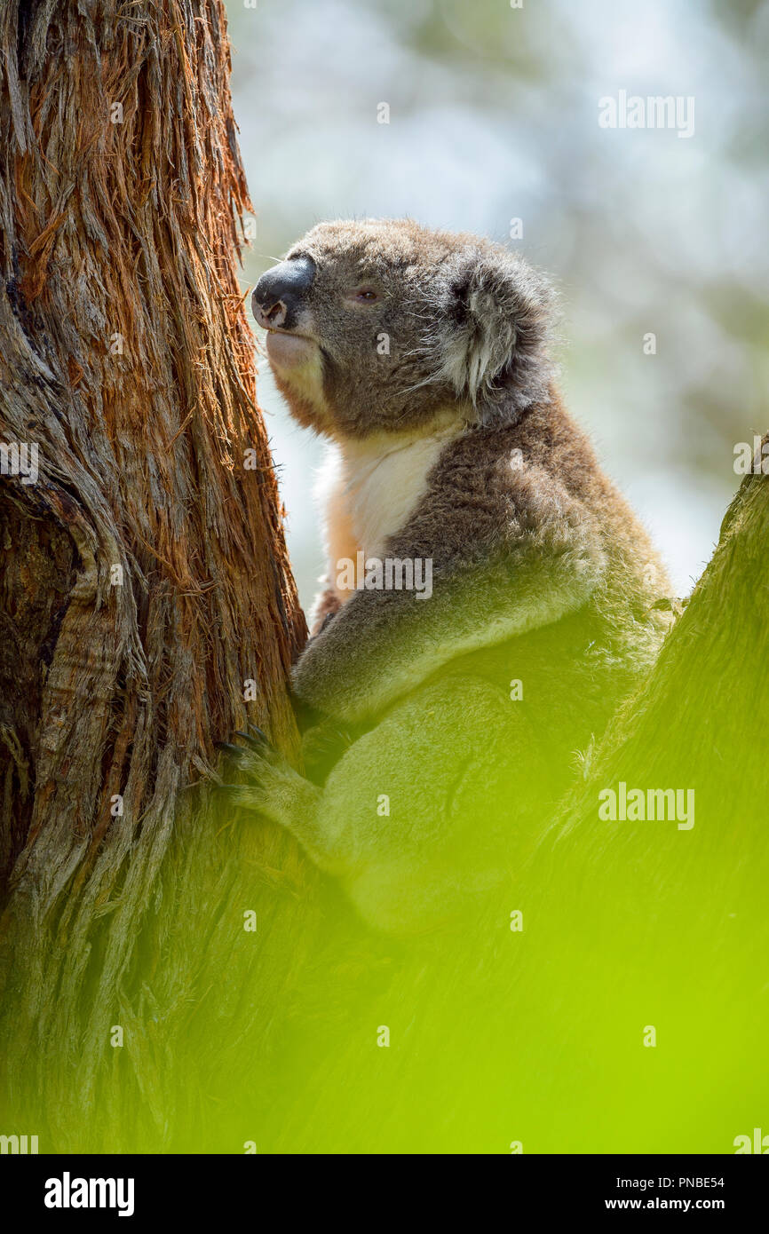 Sitting koala hi-res stock photography and images - Alamy