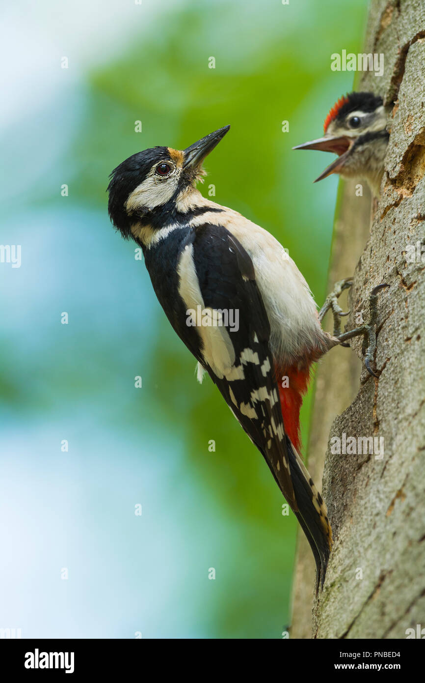 Great Spotted Woodpecker, Dendrocopos major, at the Nesting Hole with Young Woodpecker, Germany Stock Photo