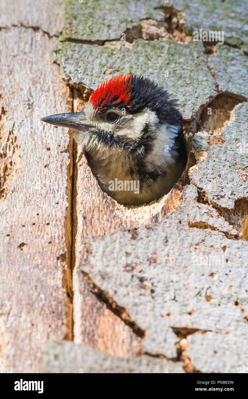 Great Spotted Woodpecker, Dendrocopos major, Young Woodpecker Looking out of Tree Hollow, Germany Stock Photo