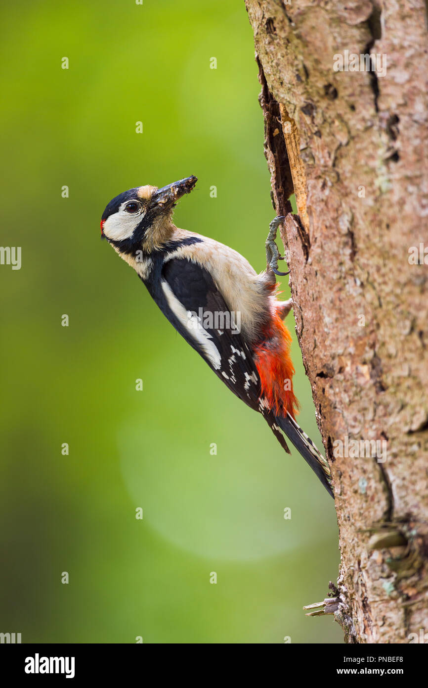 Great Spotted Woodpecker, Dendrocopos major, at the Nesting Hole, Germany Stock Photo