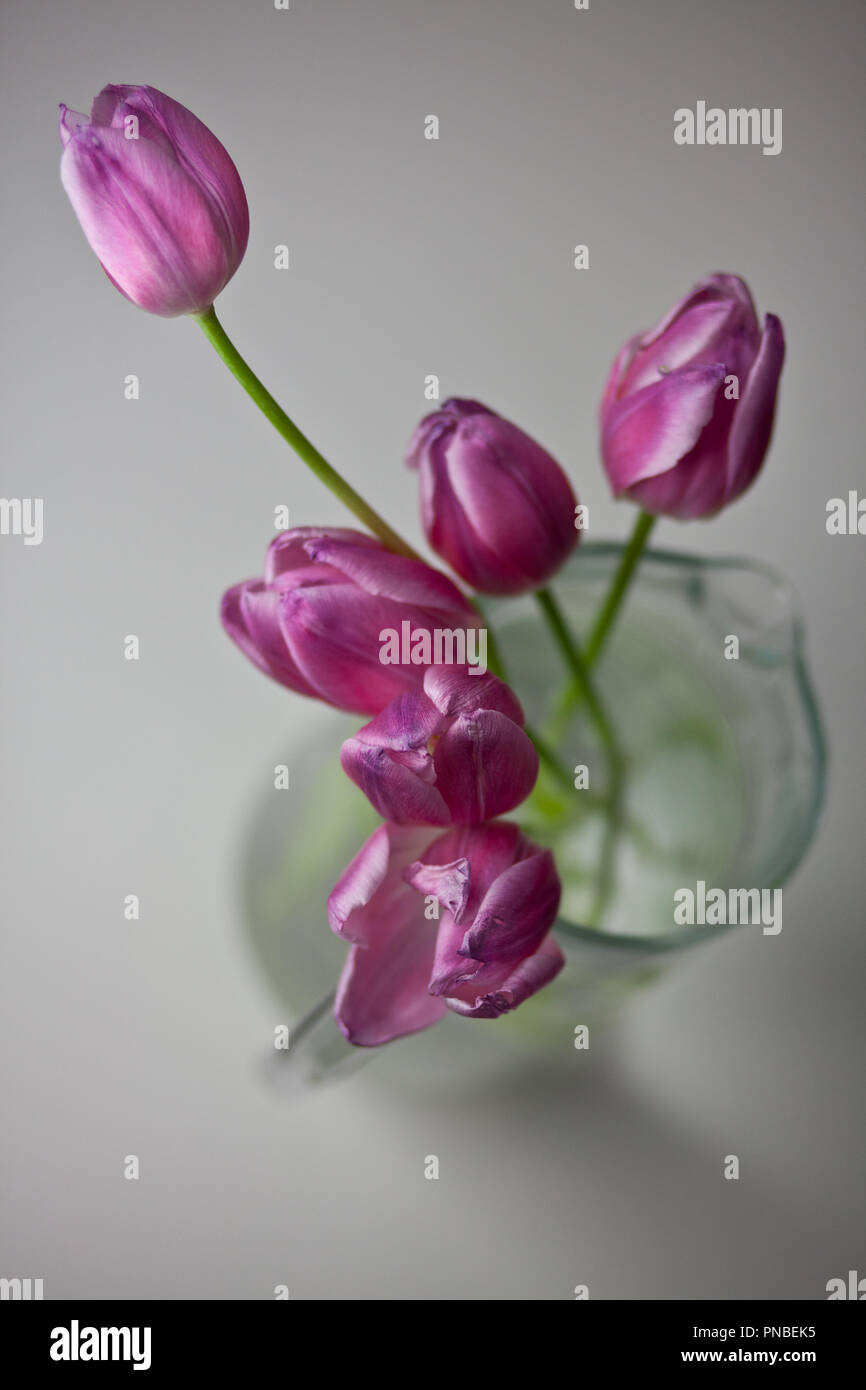 Pink tulips still life studio shots Stock Photo