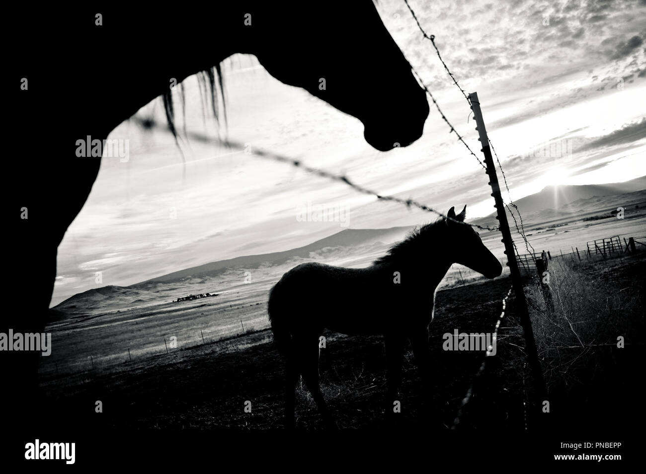 horse silhouette Stock Photo