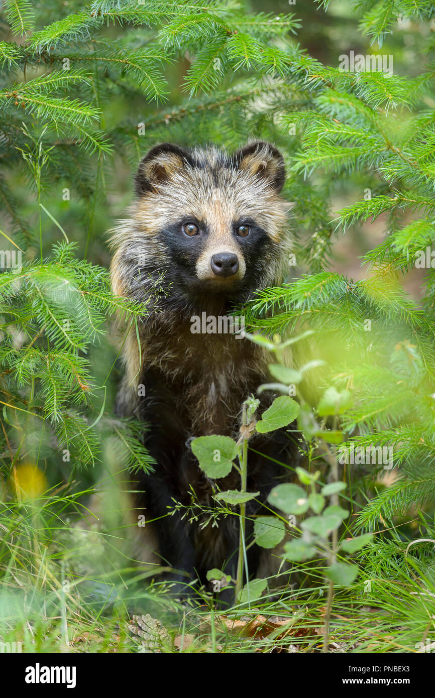 Raccoon Dog, Nyctereutes procyonoides Stock Photo Alamy