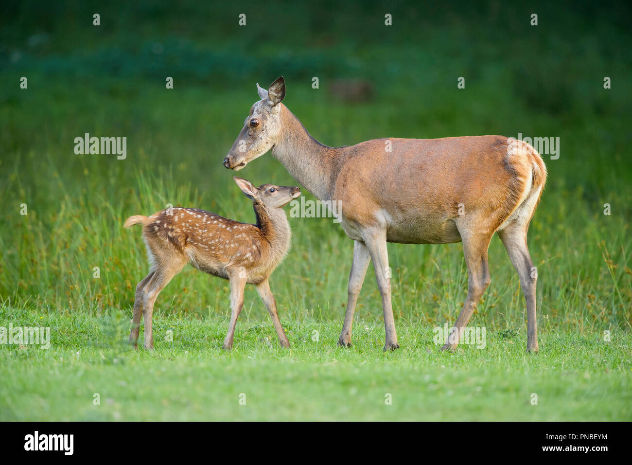 Red deer, Cervus elaphus, Female with Fawn Stock Photo