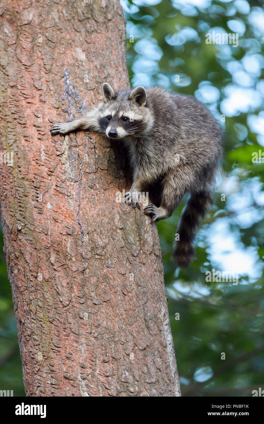 Raccoon, Procyon lotor, Climbing on Tree Stock Photo