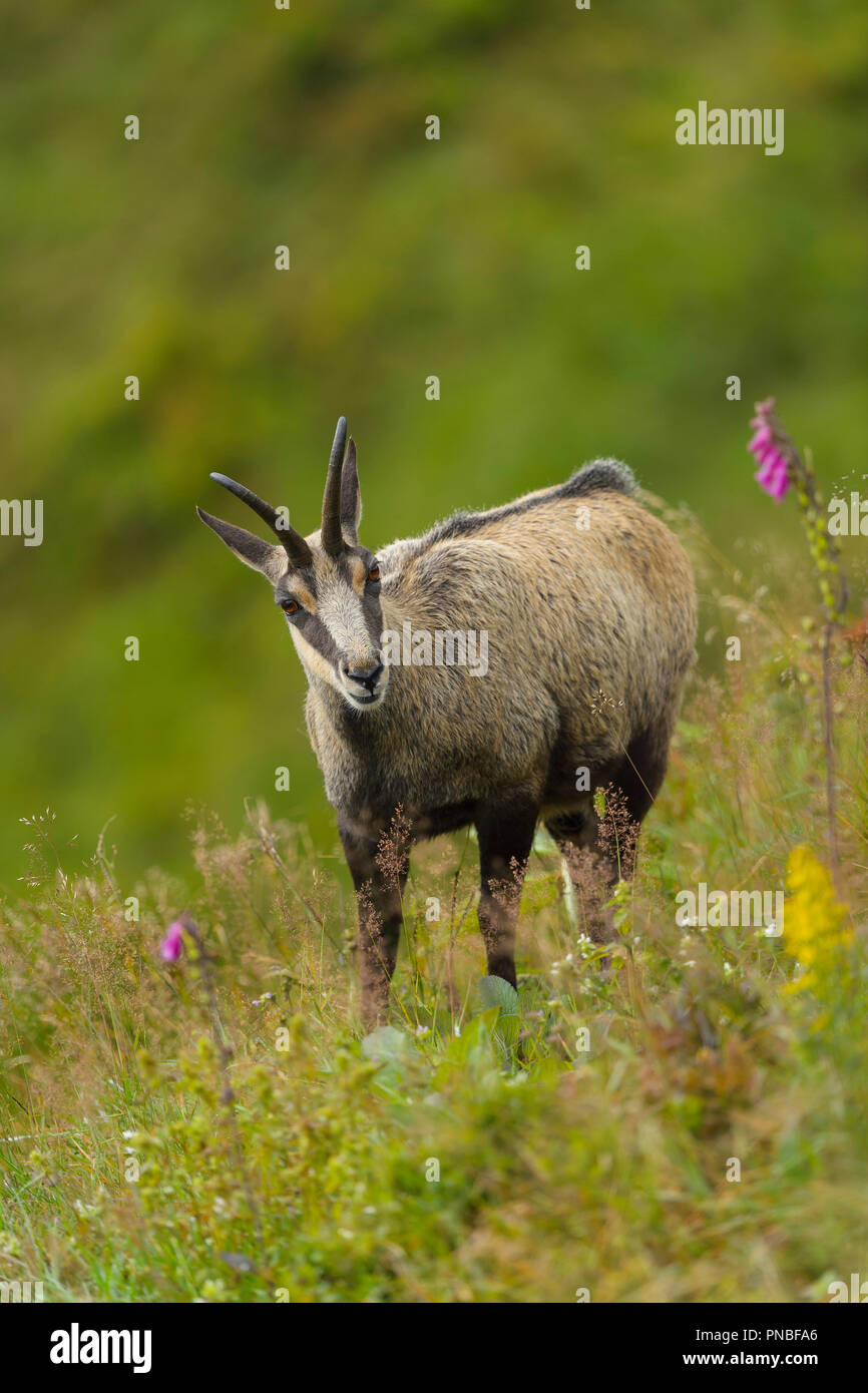 Chamois france hires stock photography and images Alamy