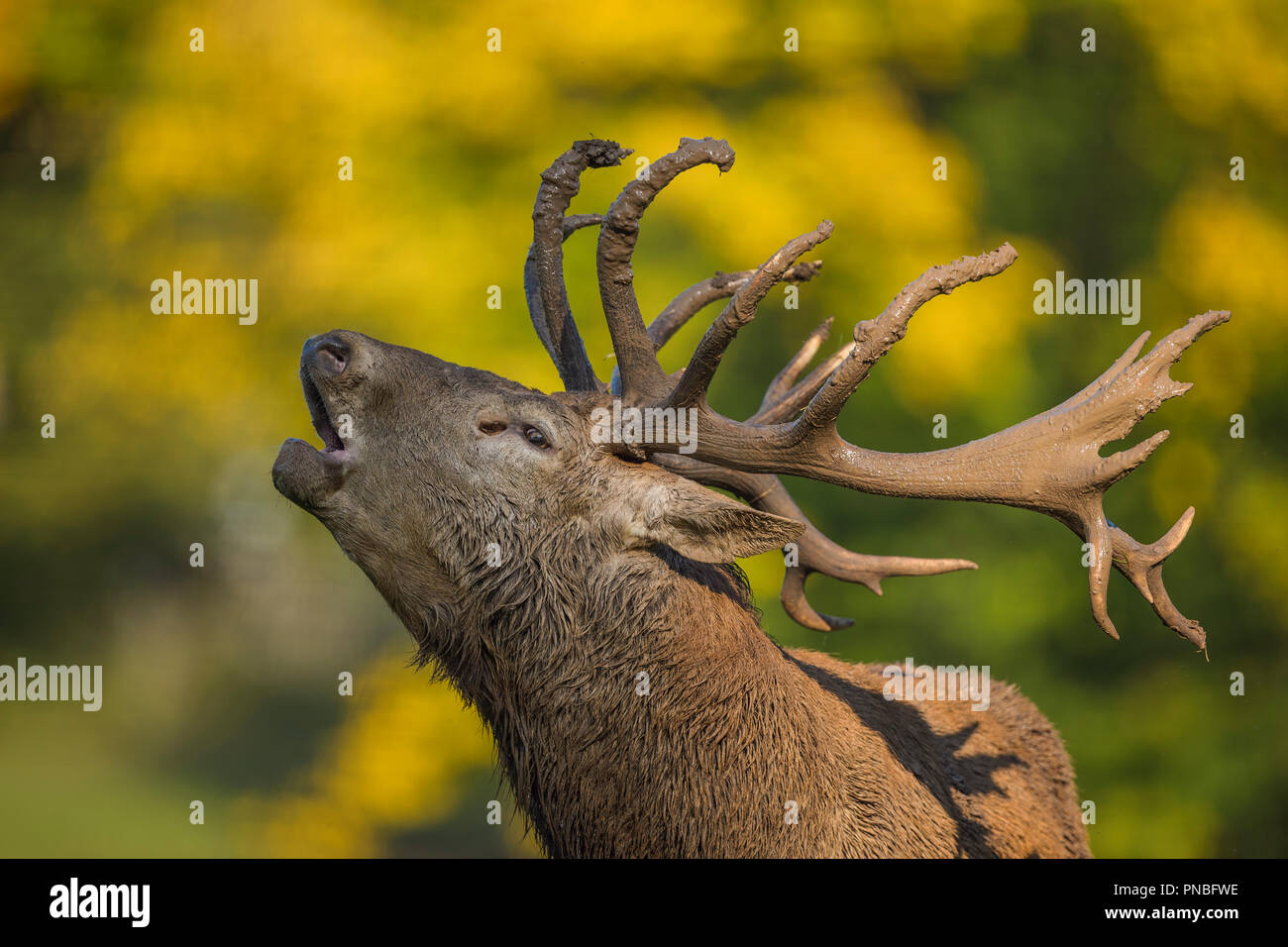 Red deer, Cervus elaphus, Portrait, Male Roaring, in Rutting Season, Europe Stock Photo
