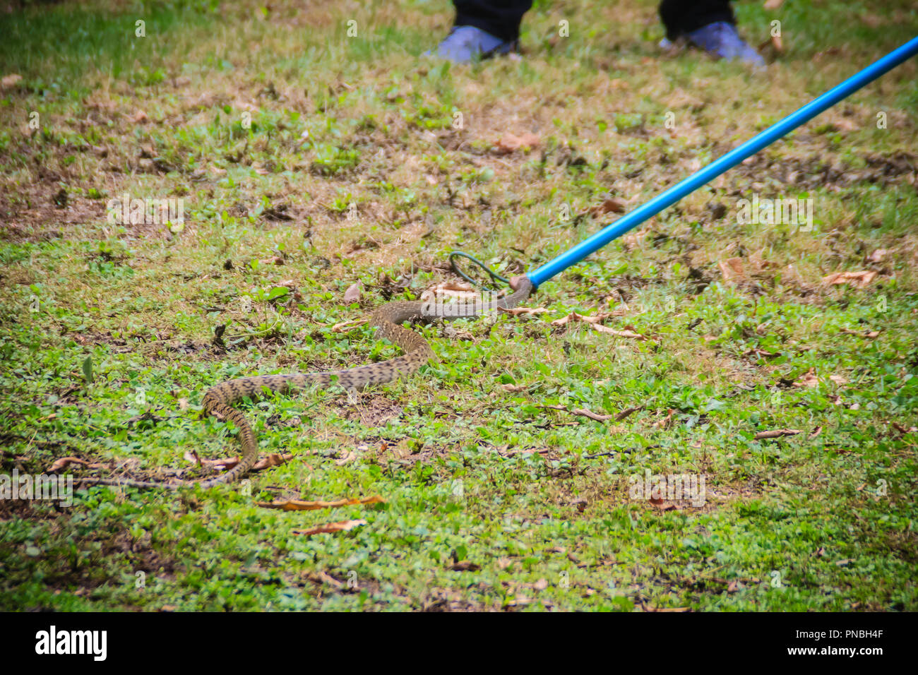 People are catching snake in the garden with snake catcher tool that