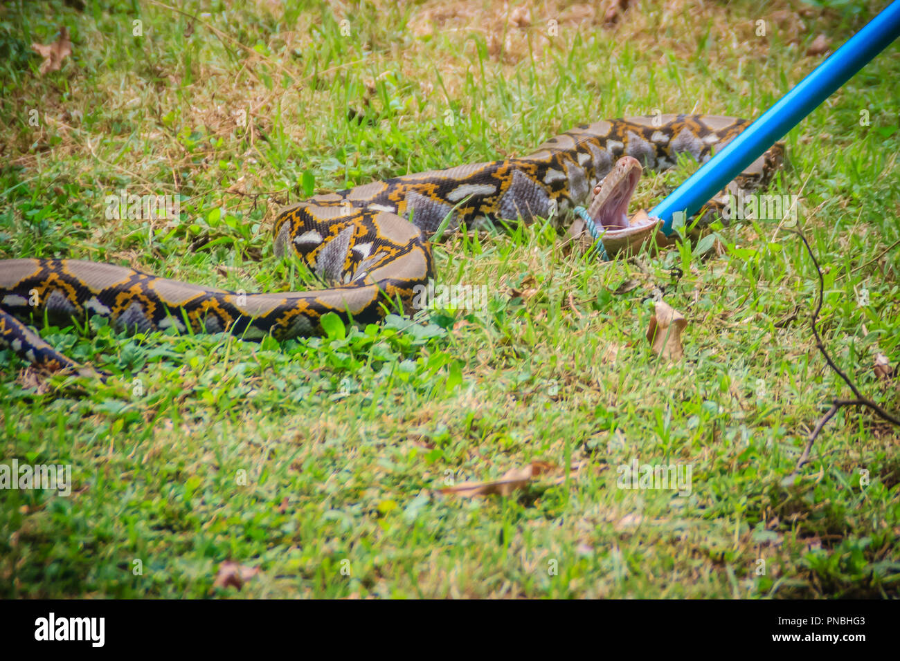 People are catching snake in the garden with snake catcher tool that