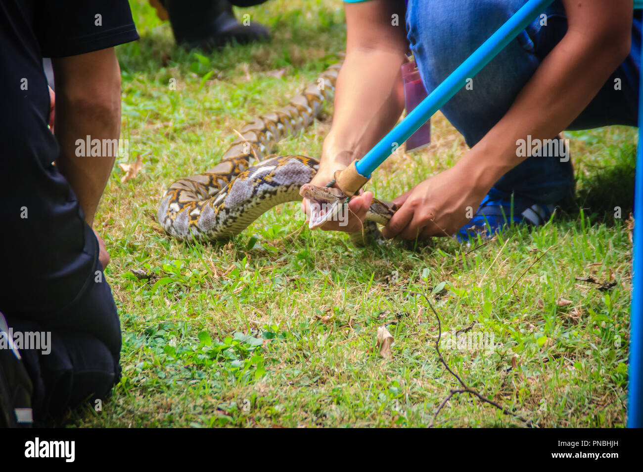 https://c8.alamy.com/comp/PNBHJH/people-are-catching-snake-in-the-garden-with-snake-catcher-tool-that-made-easy-from-pvc-pipe-and-rope-PNBHJH.jpg