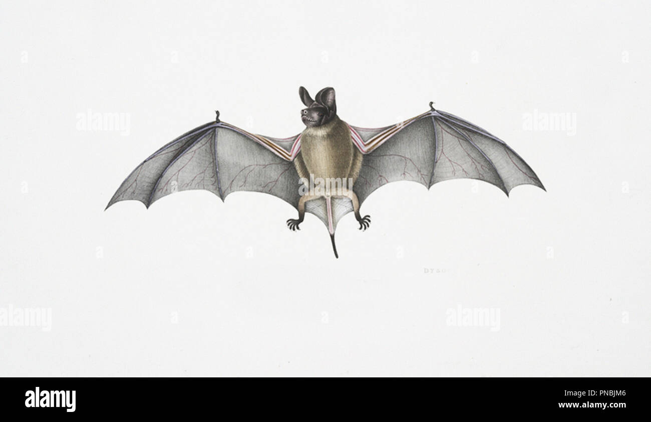 Bat illustration hi-res stock photography and images - Alamy