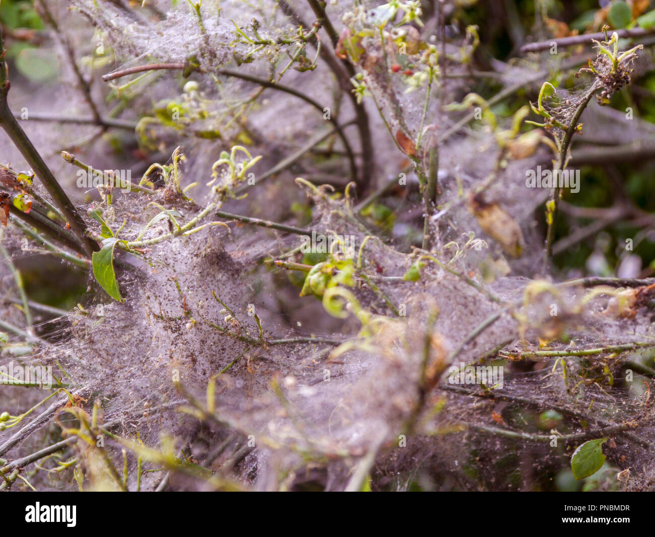 Network of nature Stock Photo