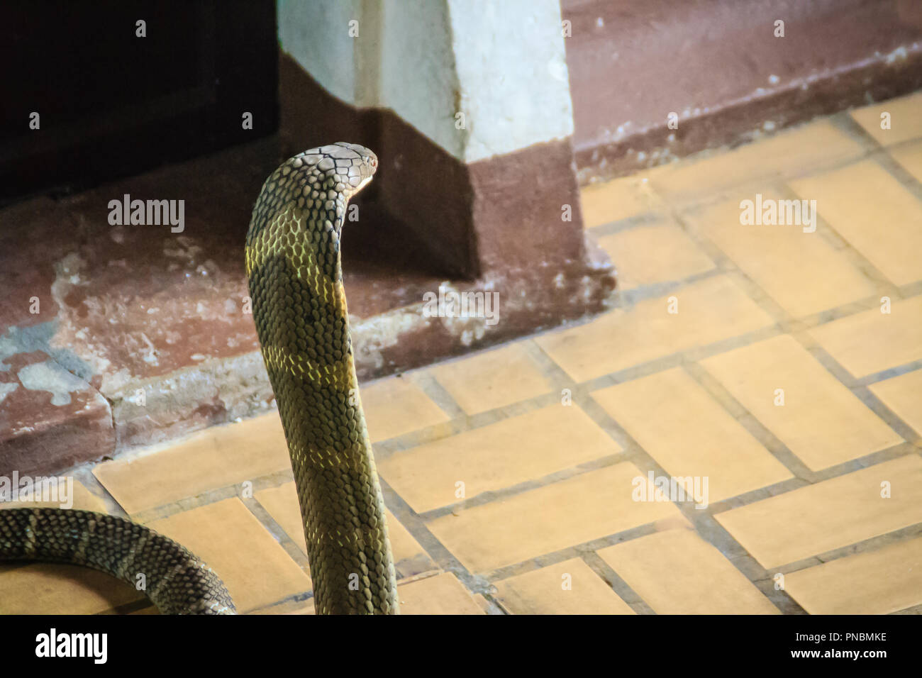 Cobra, Venomous Snake Species & Characteristics