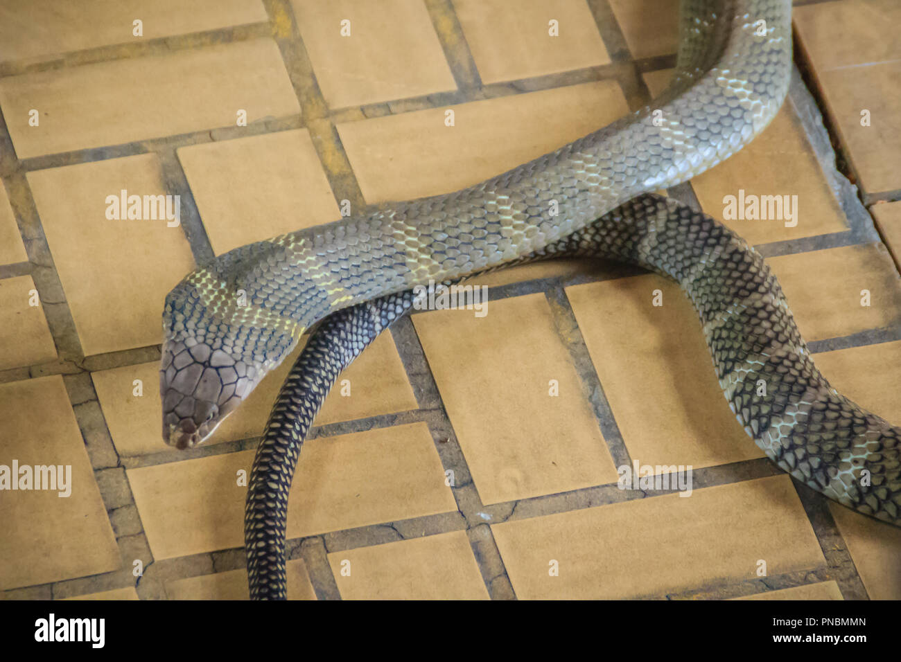 The king cobra (Ophiophagus hannah), also known as hamadryad, is a species of venomous snake in the family Elapidae. The largest venomous snake specie Stock Photo